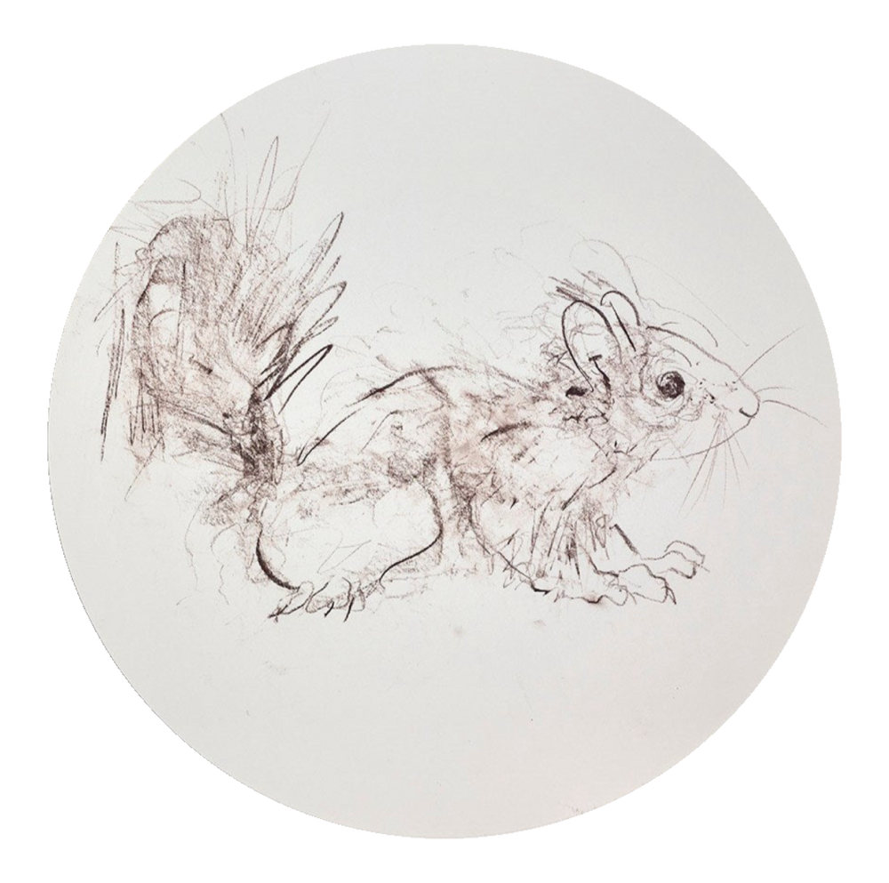 Red Squirrel Sketch II