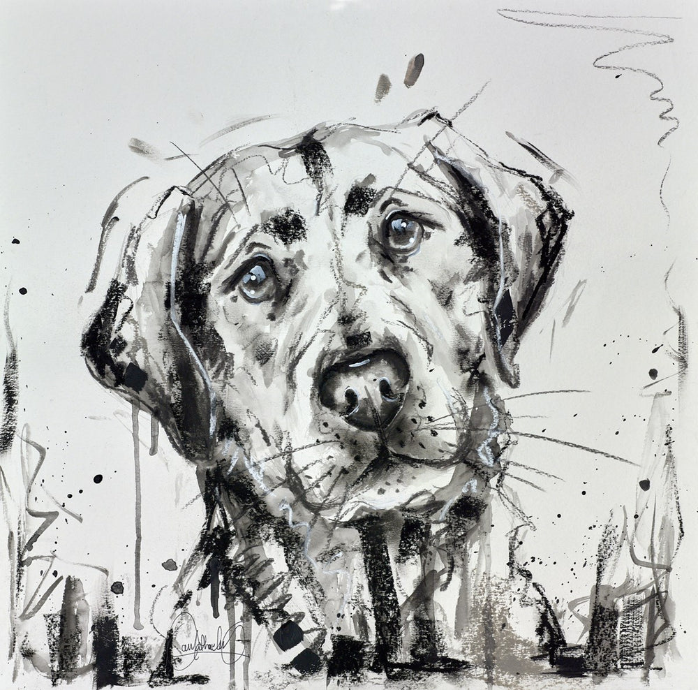 Labrador Blues