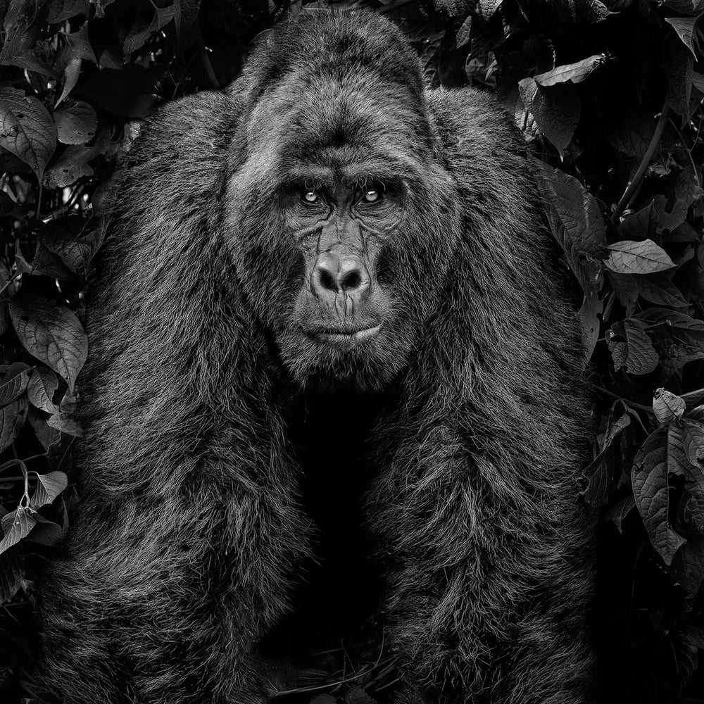 Kong