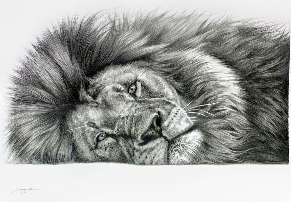 Relaxing Lion