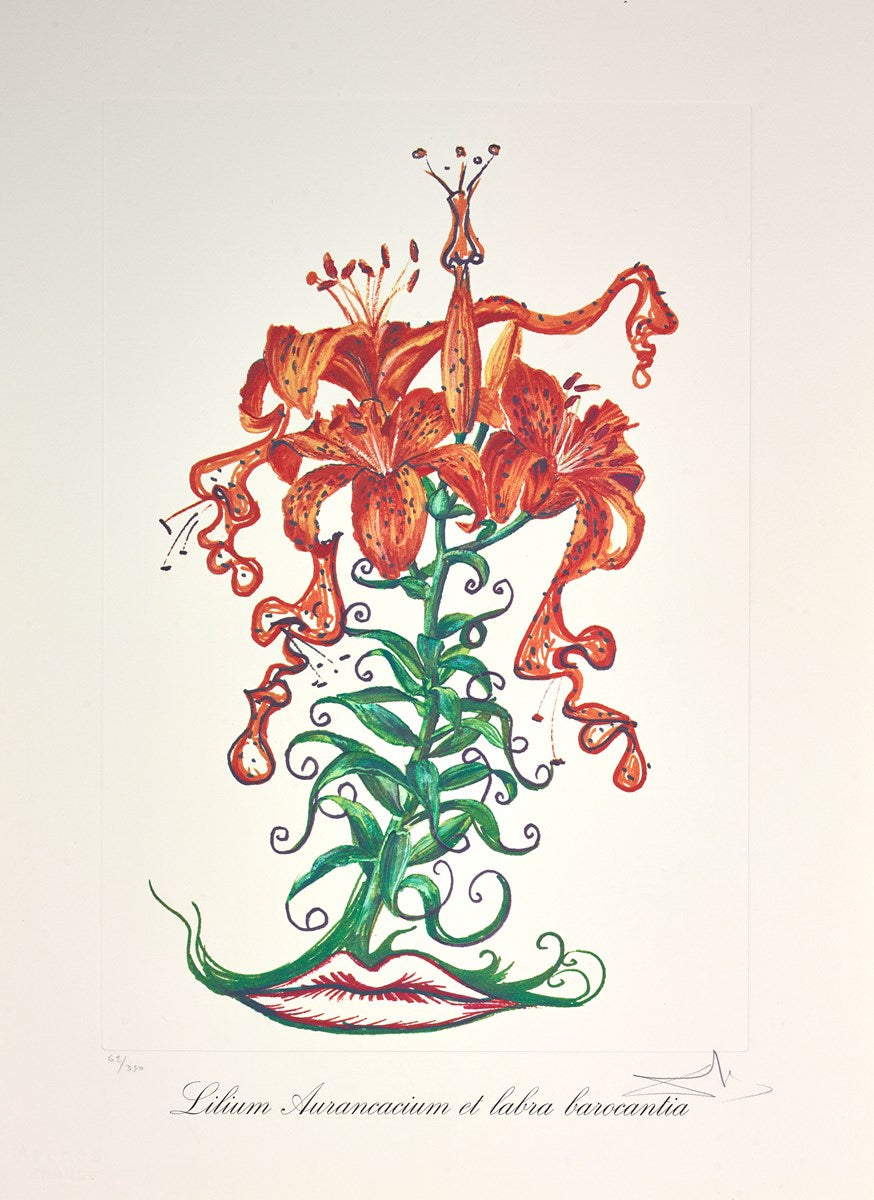 Lilium aurancacium et labra barocantia