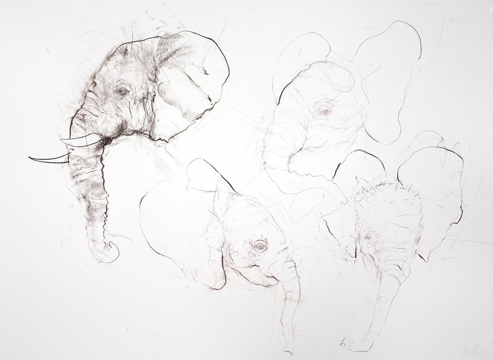 Elephant Study Sheet II