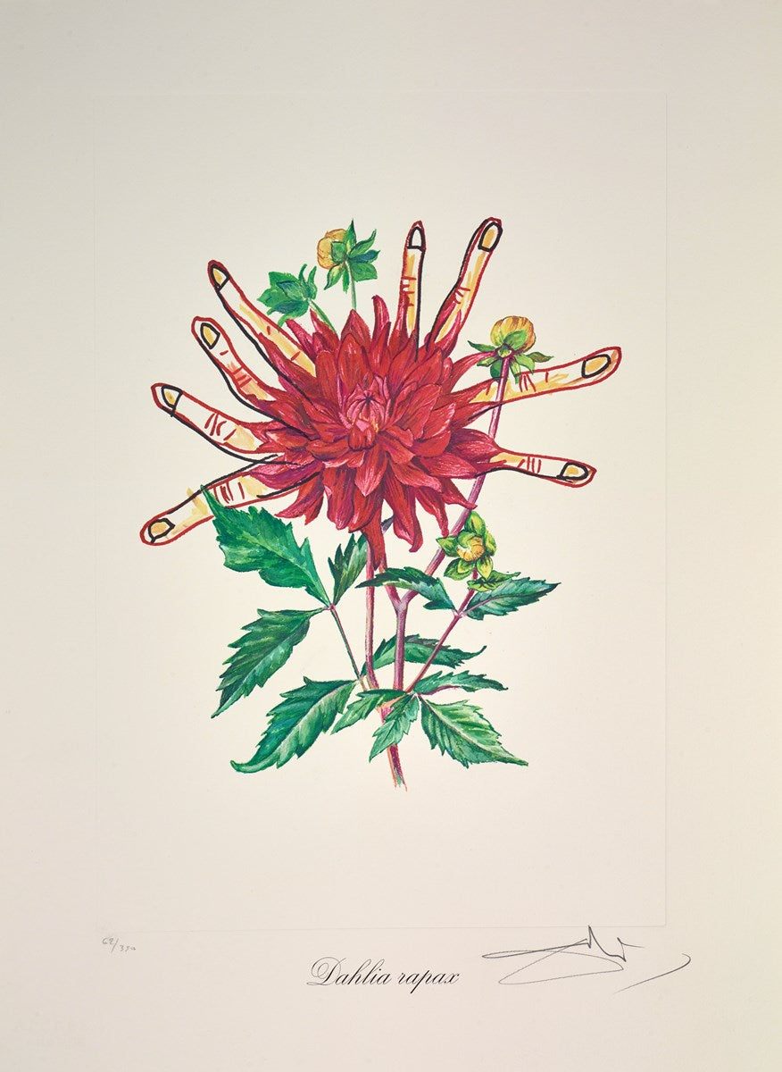 Dahlia Rapax | Salvador Dali – Clarendon Fine Art
