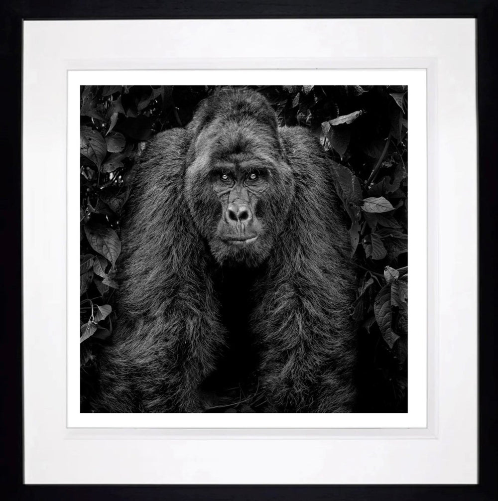 Kong (Framed)