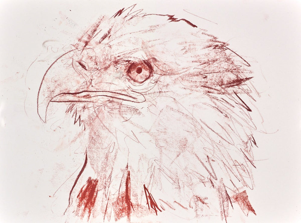 Bald Eagle Study III