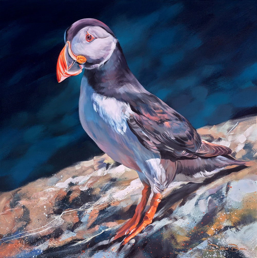 Atlantic Puffin- Little Clown