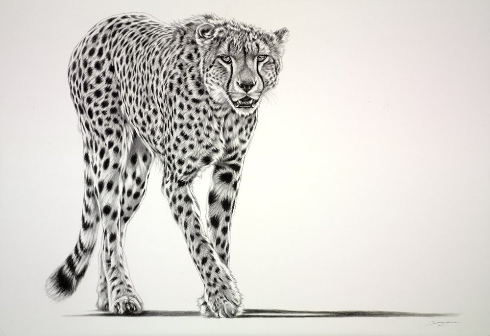 Lurking Cheetah (Study)
