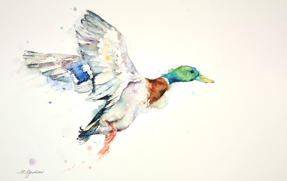 Take Off - Male Mallard