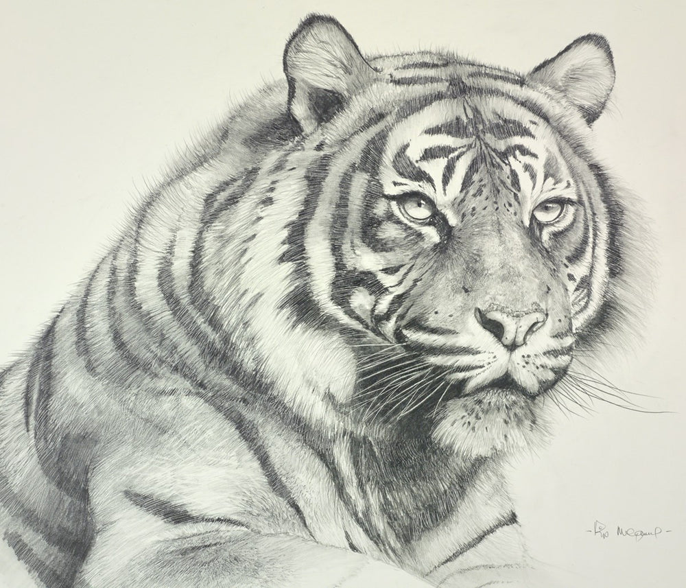 Sumatran Tiger