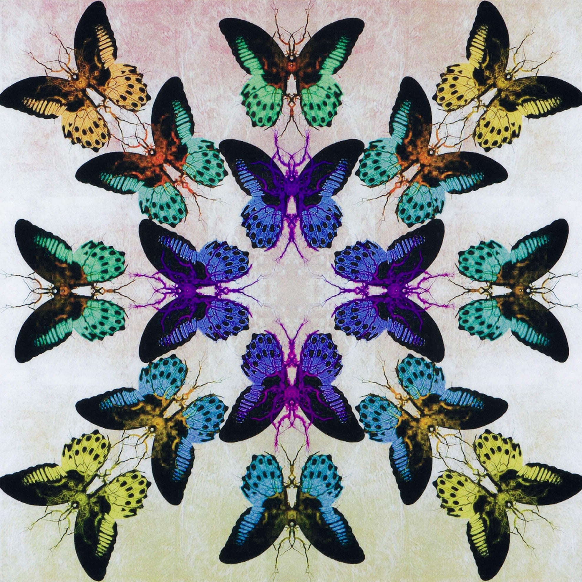 Maxim | Clarendon Fine Art