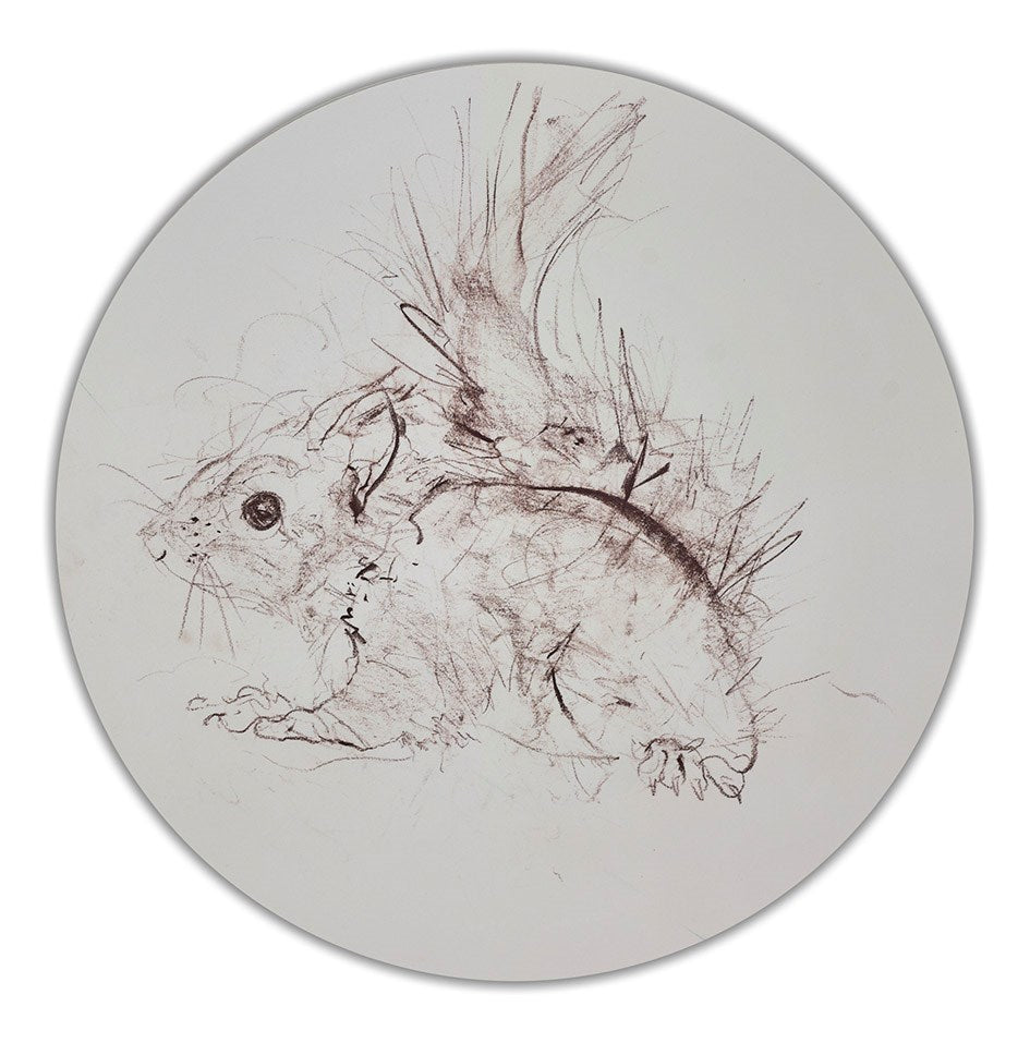 Red Squirrel Sketch