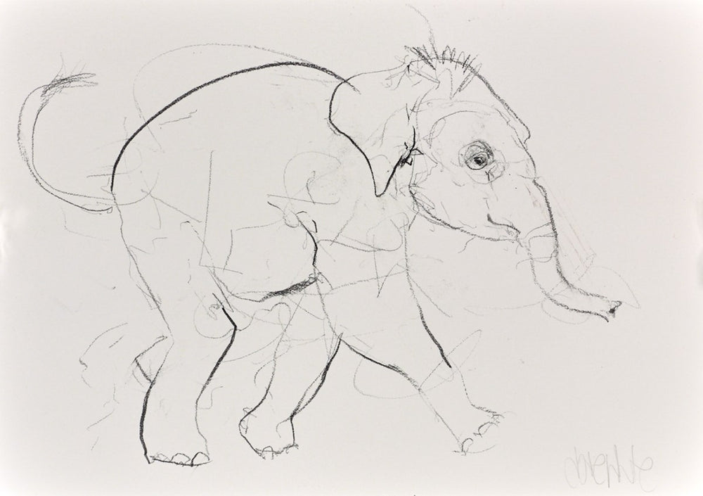 Elephant Study XXIV