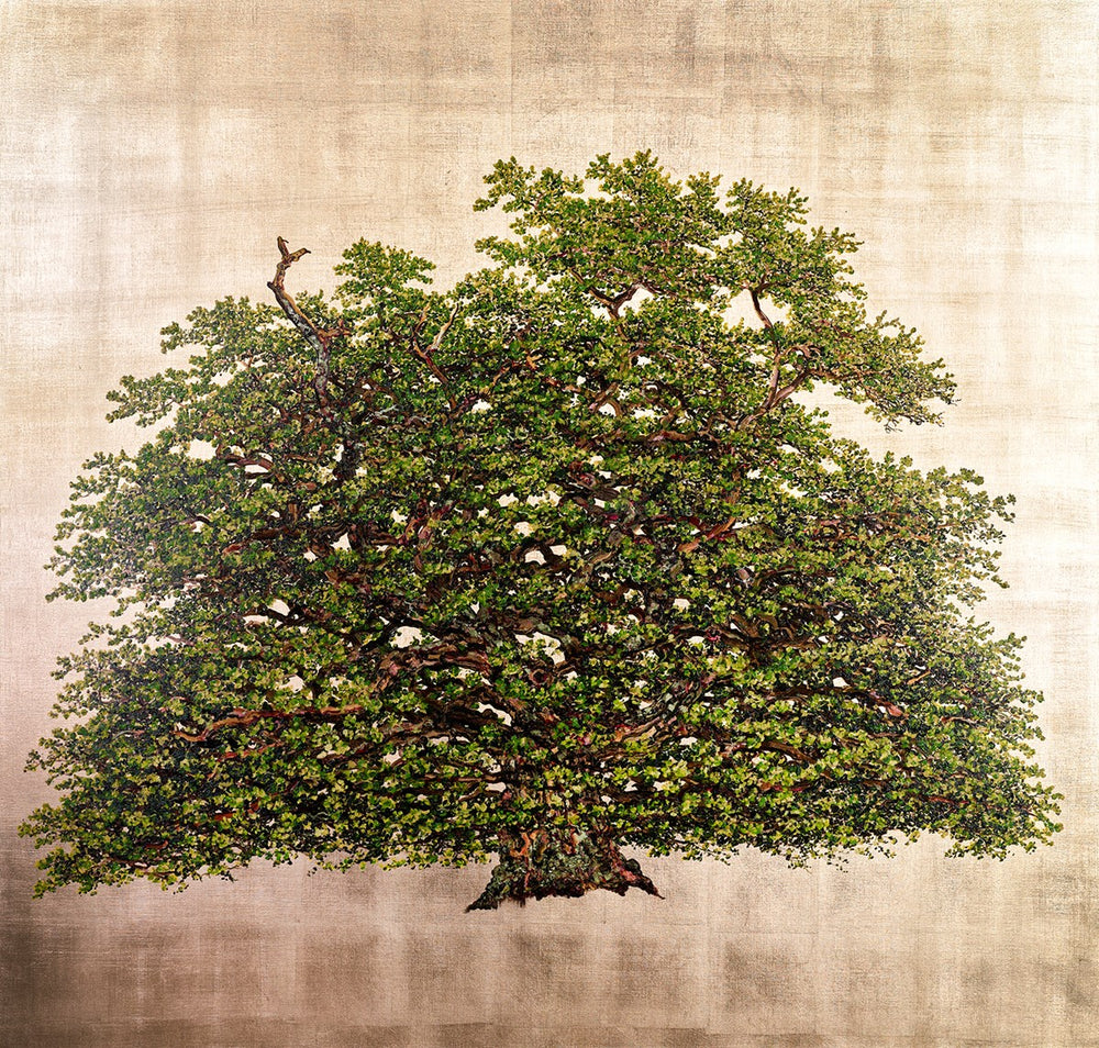 Bollingbroke Oak