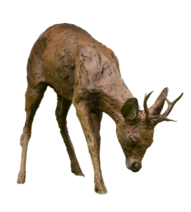 Roe Buck Grazing 2024