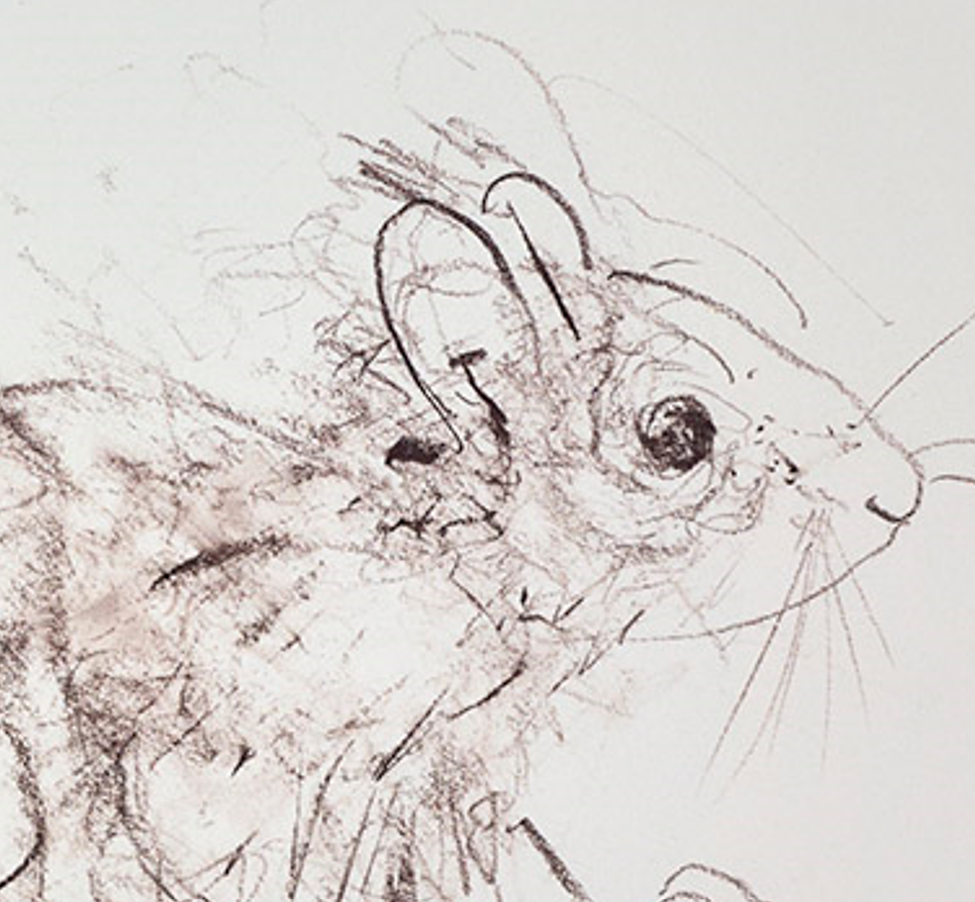 Red Squirrel Sketch II