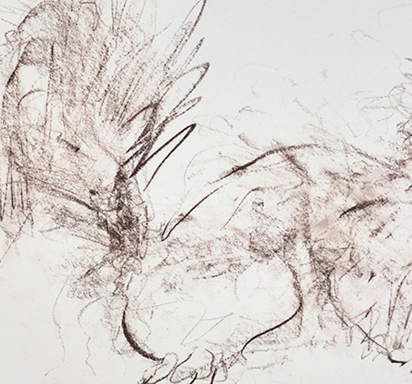 Red Squirrel Sketch II