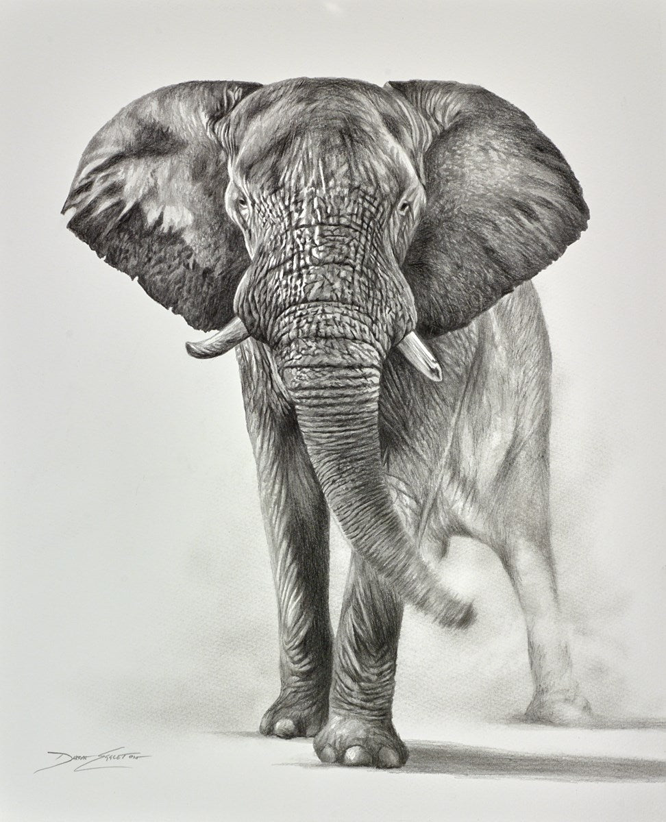 Elephant Study III | Darryn Eggleton - Clarendon Fine Art