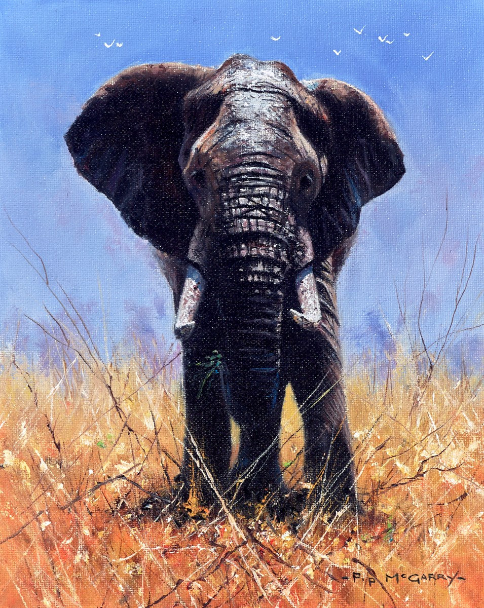 Maasai Elephant Bull | Pip McGarry - Clarendon Fine Art