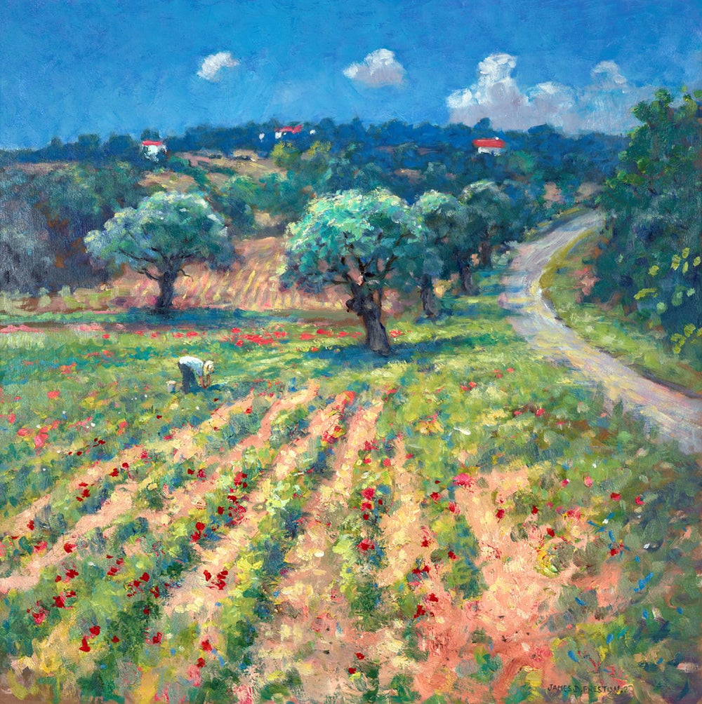 Olive Trees, Portugal