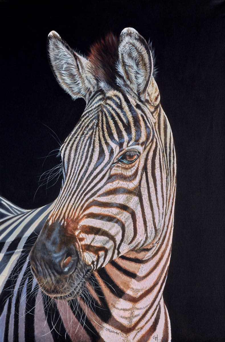 Zebra | Gina Hawkshaw – Clarendon Fine Art