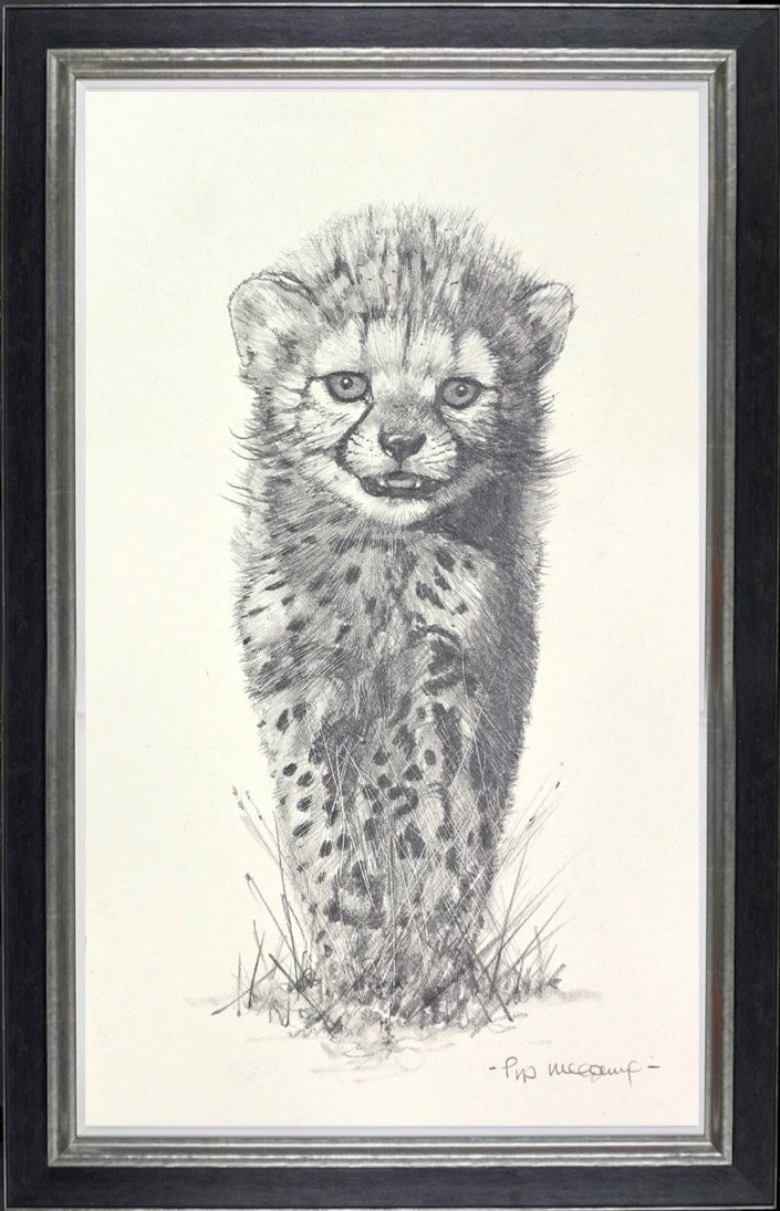 Young Cheetah Cub Sketch