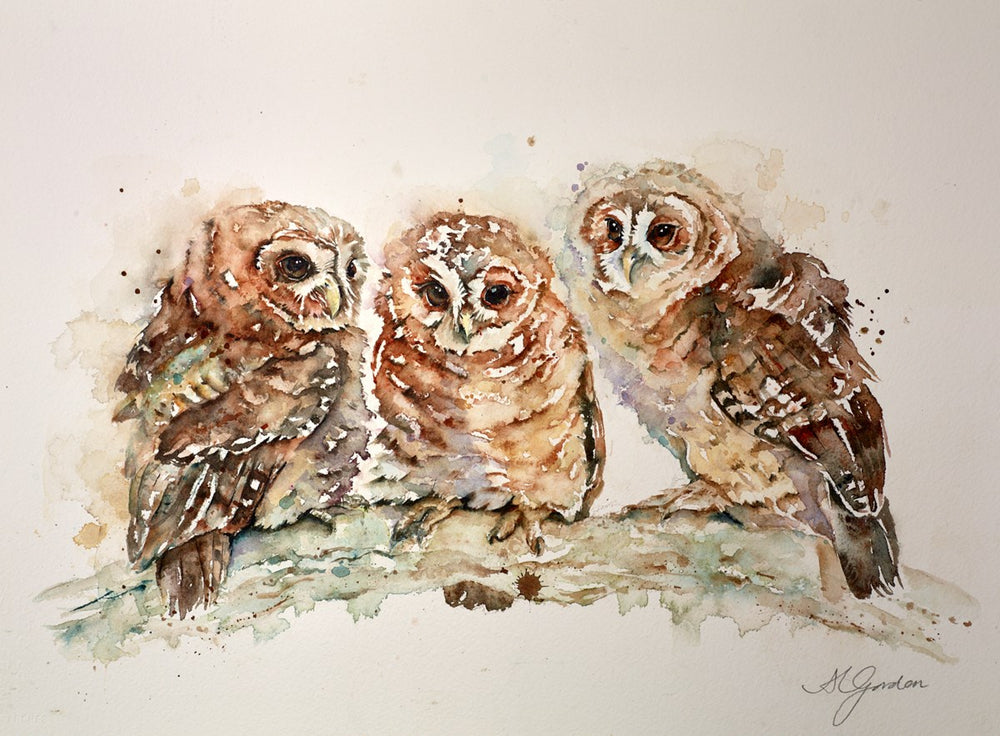 Waiting- Trio of Tawny Owlets